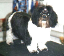 Shih Tzu - Chantima