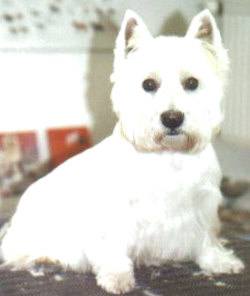 Westhighland Terrier Opal